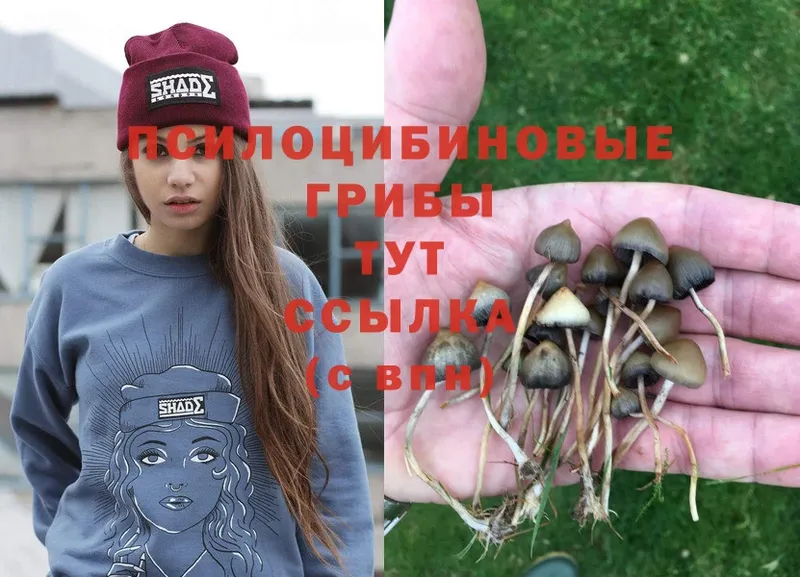 Галлюциногенные грибы Psilocybe  Жуковка 